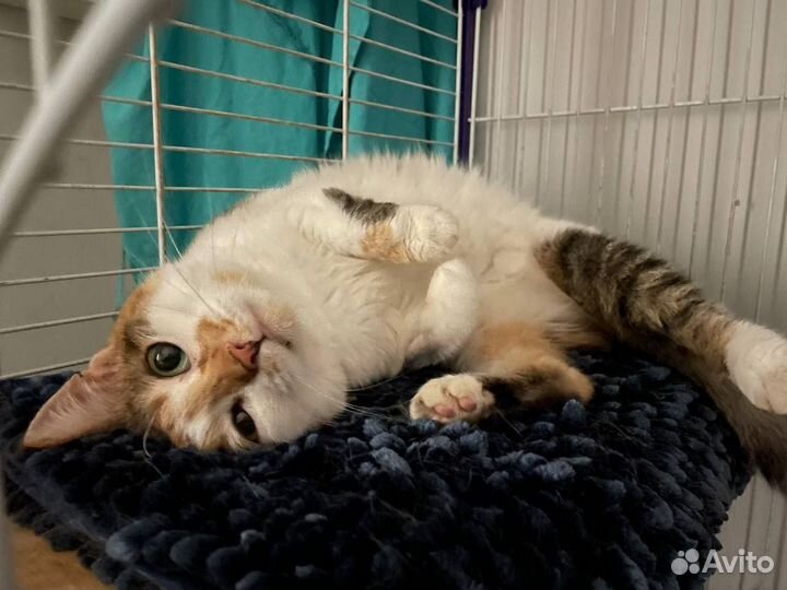 Ласковые коты и кошки в добрые руки