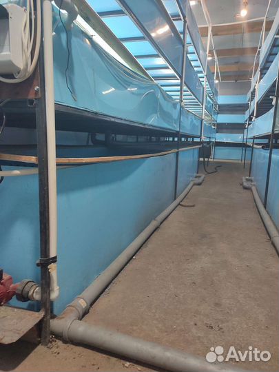 Узв для раков аккр