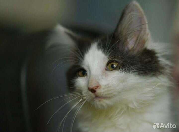 Девочка котенок