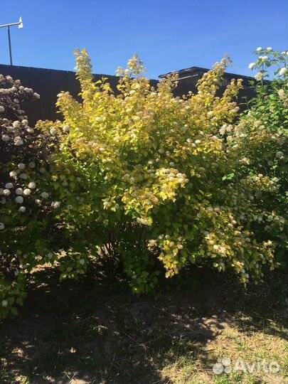 Пузыреплодник, лапчатка