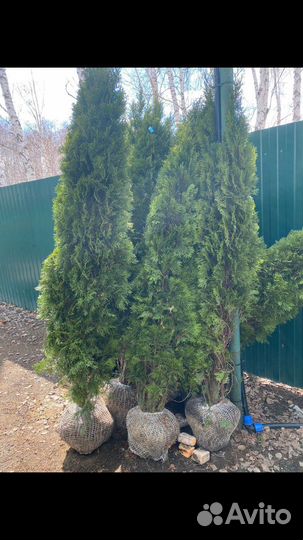 Туя смарагд