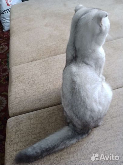 Шотландский кот. Вязка