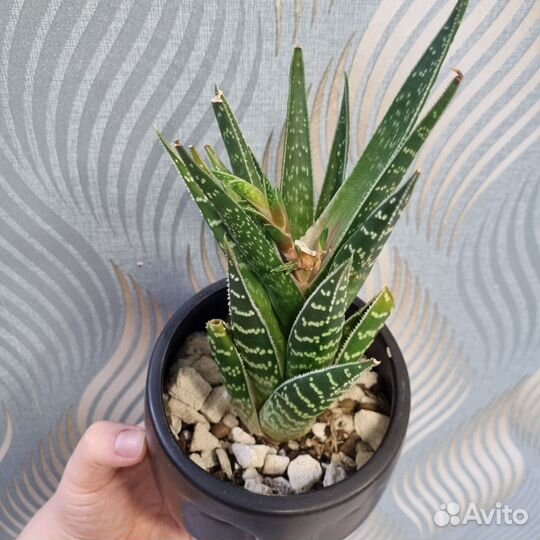 Алое сортовое