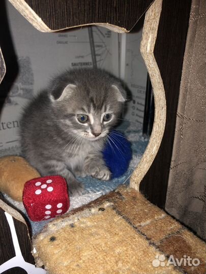 Котята сибирской кошки