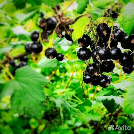 Саженцы черной смородины Изюмная
