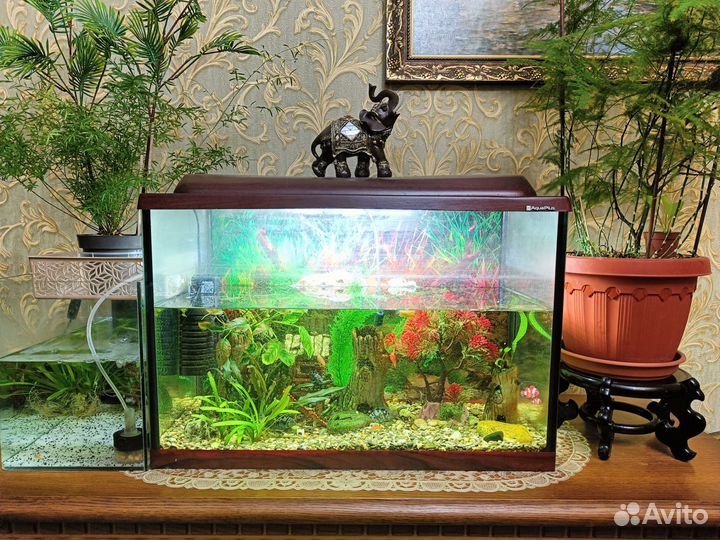 Аквариум с рыбками