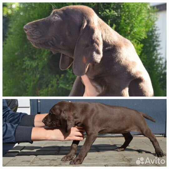 Щенки курцхаар РКФ