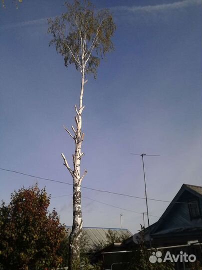 Спил деревьев