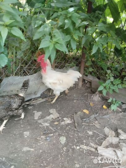 Петух 1,5 года