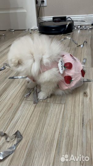 Платье для животных