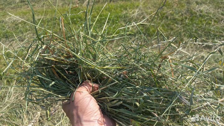 Сено 350кг луговое разнотравие мягкое, свежее