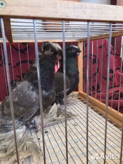 Голуби узбекские