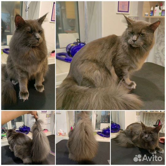 Стрижки кошек и собак салон DOGford