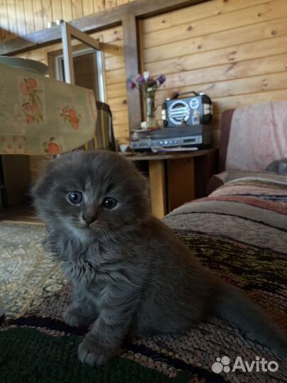 Котята Шотландские+Британские