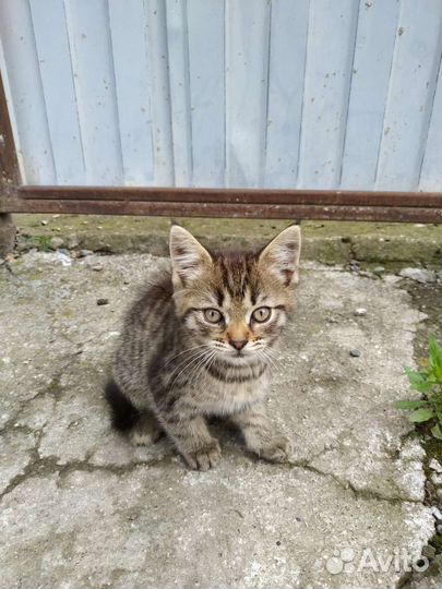 Кошка в дар бесплатно