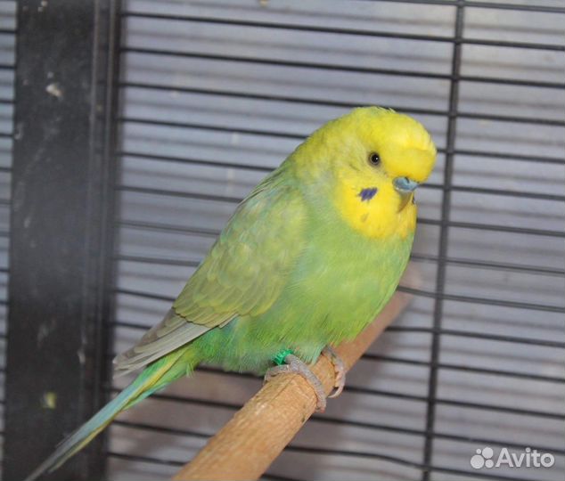 Волнистый попугай, получех, ввп чех