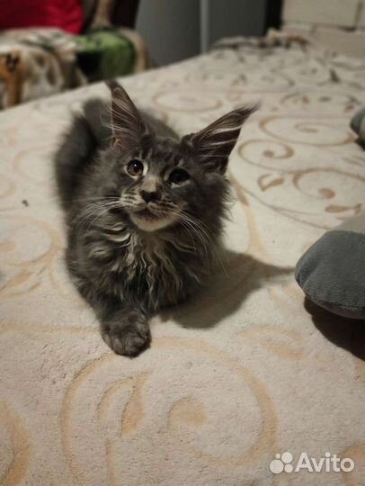 Котята мейн-кун