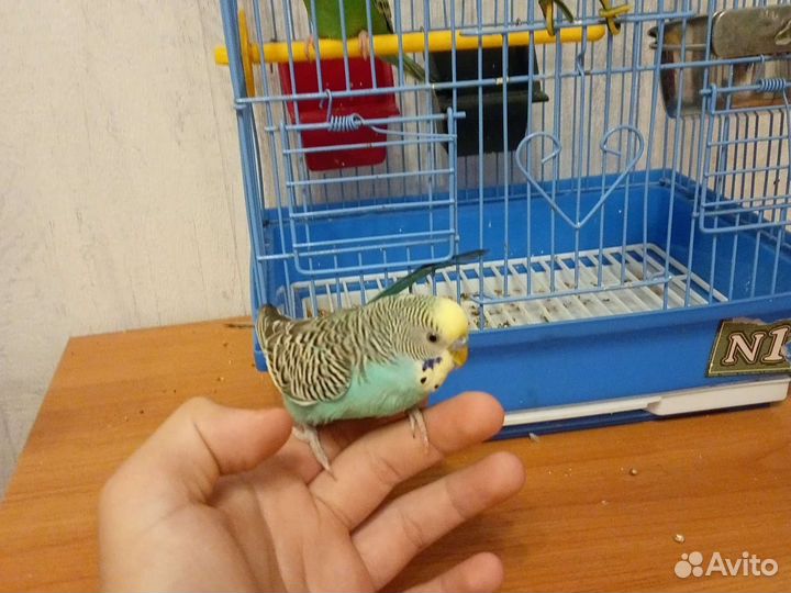 Волнистые попугаи