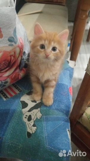 Котёнок бобтейл бесплатно