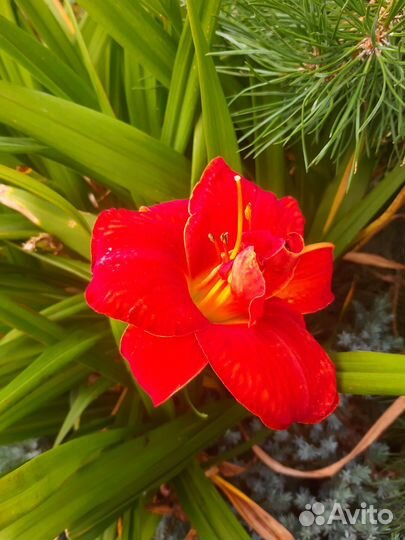 Лилейники сортовые, махровые тюльпаны, ирисы