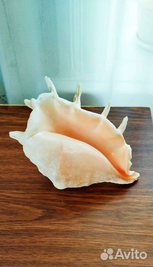 Ракушка морская большая