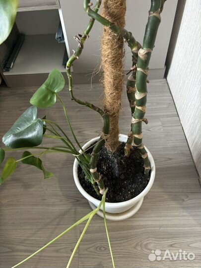 Монстера борзига