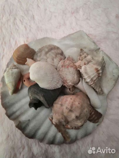 Морские ракушки раковины и коралы