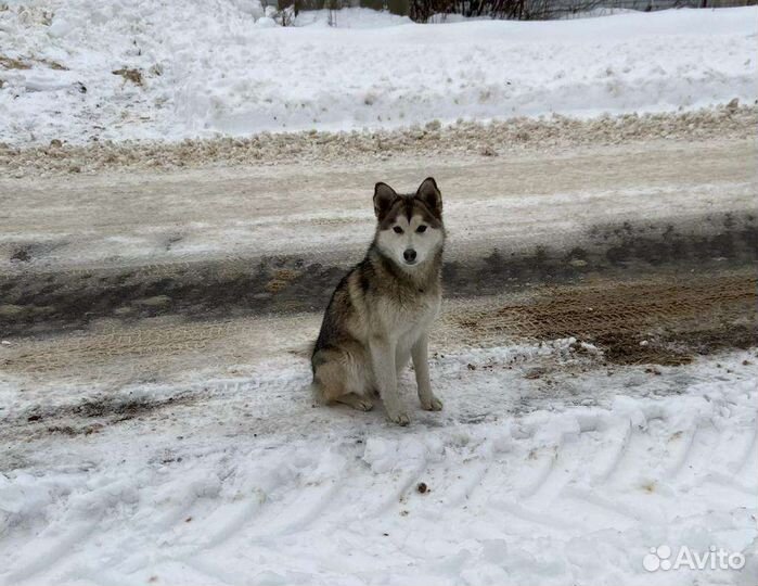 Сибирский хаски