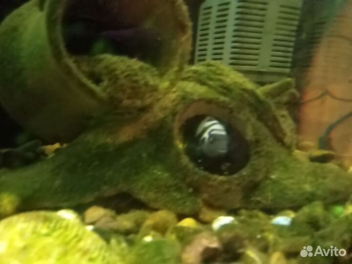 Мальки Цихлид