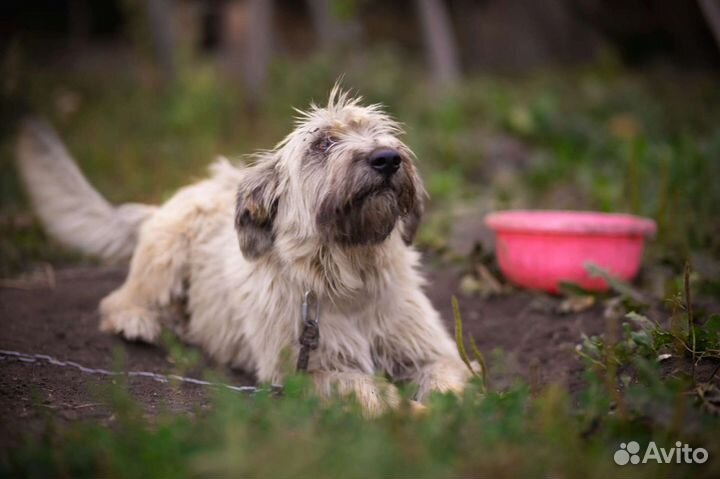Собака в добрые руки
