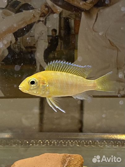 Рыбки цихлиды желтые