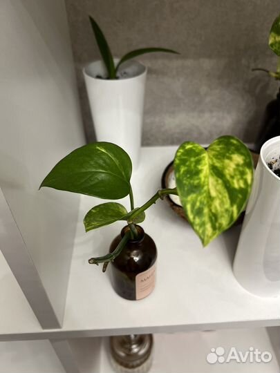 Эпипремнум золотистый