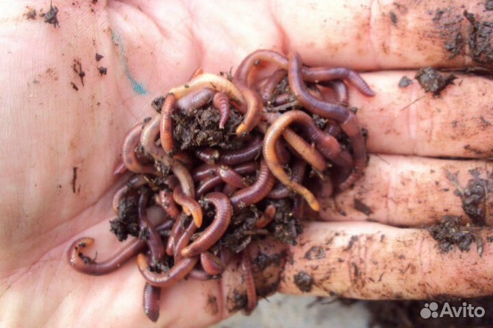 Черви семьи старатель