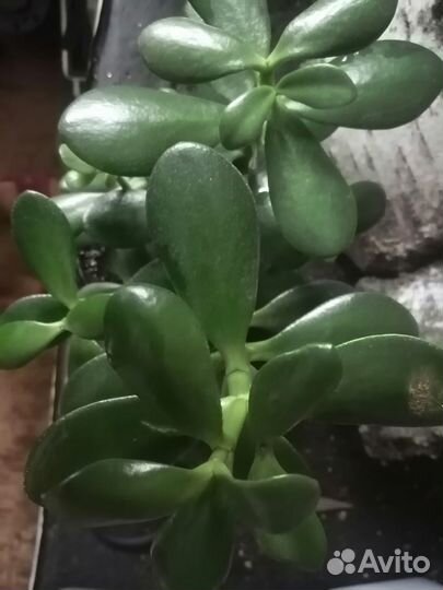 Денежное дерево(крассула)