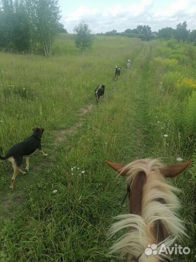 Катание на лошади, конные прогулки