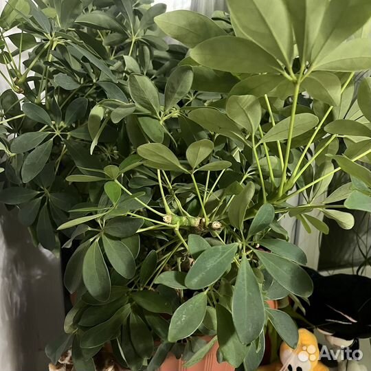 Комнатные цветы шеффлера