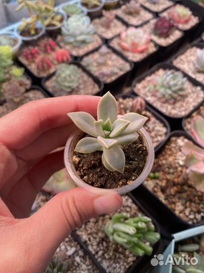 Суккуленты