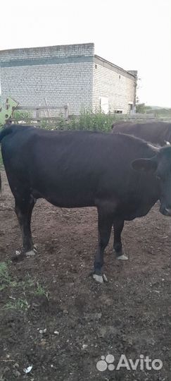 Коровы дойные