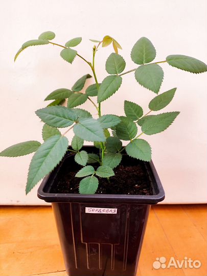 Роза Кордана