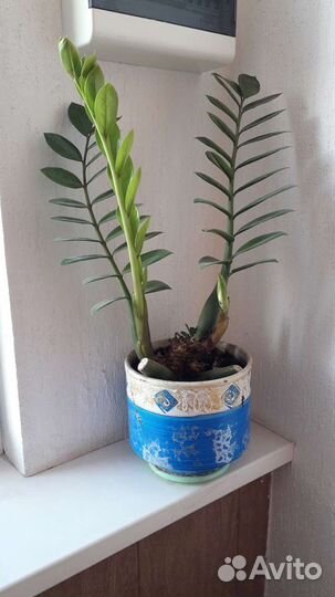 Замиокулькас