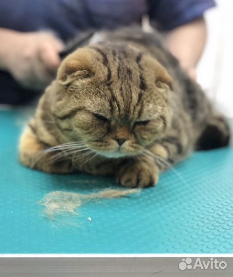 Стрижка домашних животных, ателье-магазин