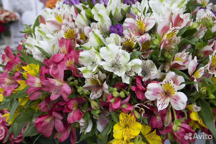 Альстромерия цвета микс