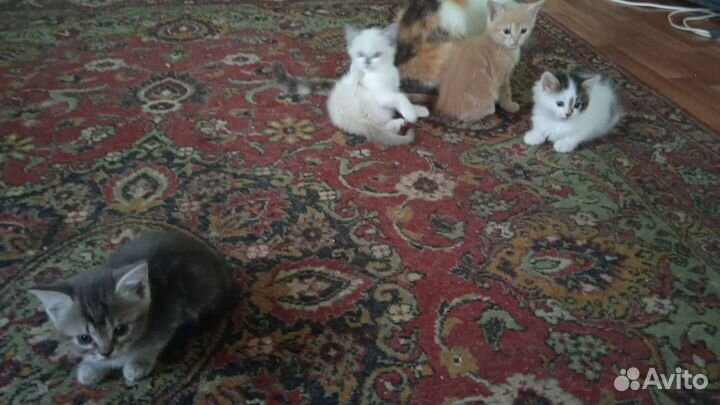 Котята в добрые руки