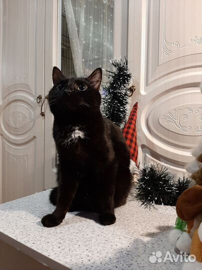 Мурзик в добрые руки