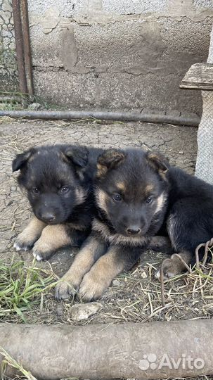 Щенки немецкой и восточной авчарки