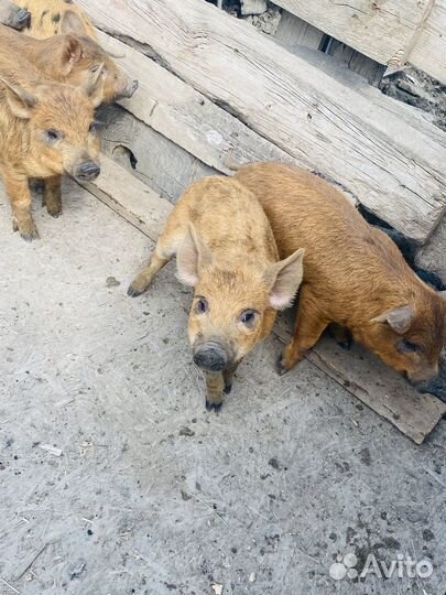 Свинье И поросята