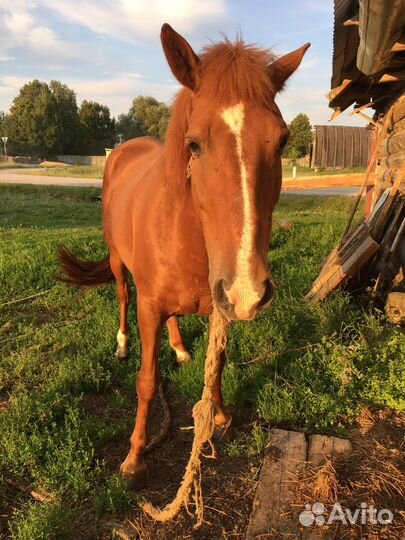 Продам лошадь