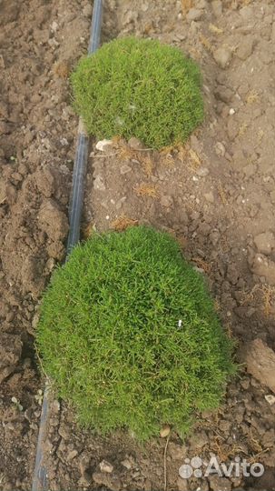 Саженцы Сантолина серебряная зеленая 30см доставка