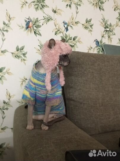 Одежда для животных