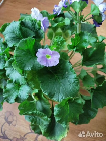 Примула обконика